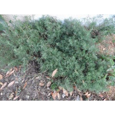 Artemisia alba Turra 