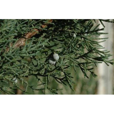 Juniperus sabina L. 