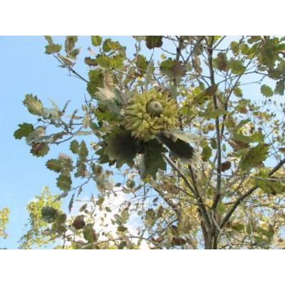 Quercus ithaburensis subsp. macrolepis (Kotschy) Hedge & Yalt. 