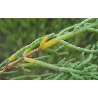 Salicornia perennans Willd. subsp. perennans 