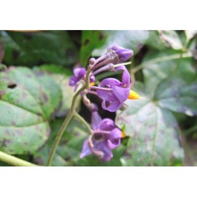 Solanum dulcamara L. 