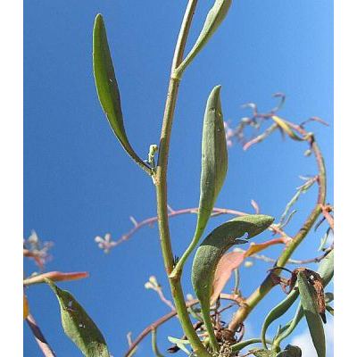 Tripolium pannonicum (Jacq.) Dobrocz. subsp. pannonicum 