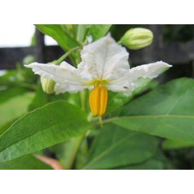 Solanum bonariense L. 