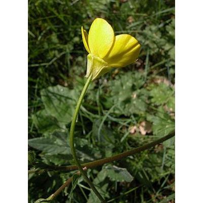Ranunculus neapolitanus Ten. 