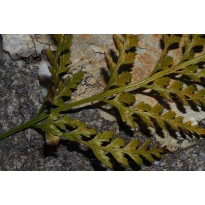 Asplenium adiantum-nigrum subsp. onopteris (L.) Heufl. 