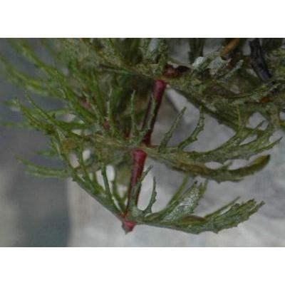 Ceratophyllum demersum L. 