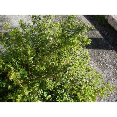 Cuphea hyssopifolia Kunth 