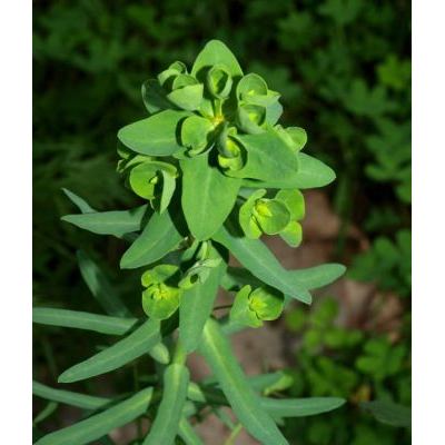 Euphorbia amygdaloides L. 