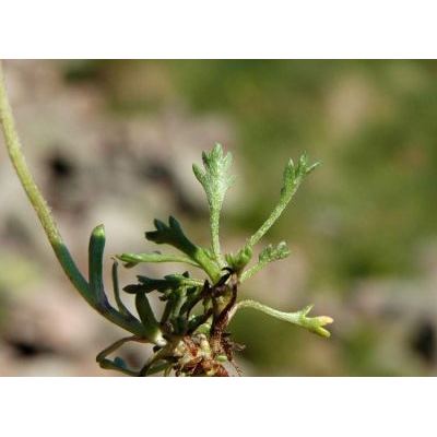 Leucanthemopsis alpina (L.) Heywood 