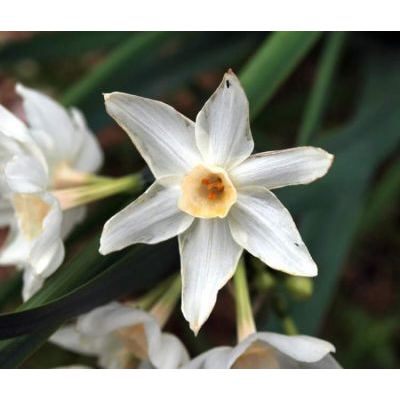 Narcissus papyraceus Ker Gawl. 