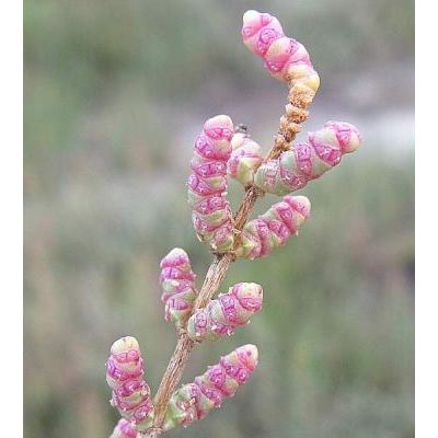 Salicornia fruticosa (L.) L. 