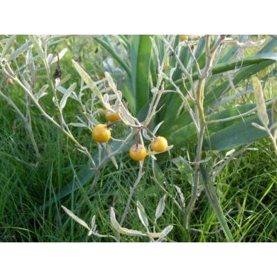 Solanum elaeagnifolium Cav. 