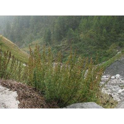 Artemisia chamaemelifolia Vill. 