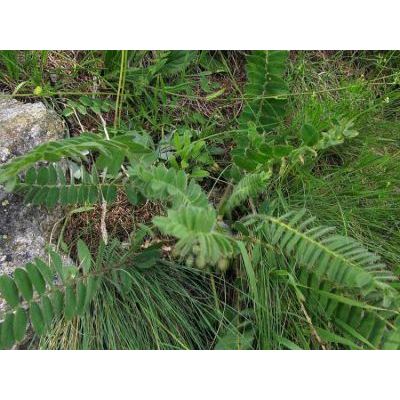 Astragalus exscapus L. 