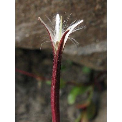 Epilobium anagallidifolium Lam. 