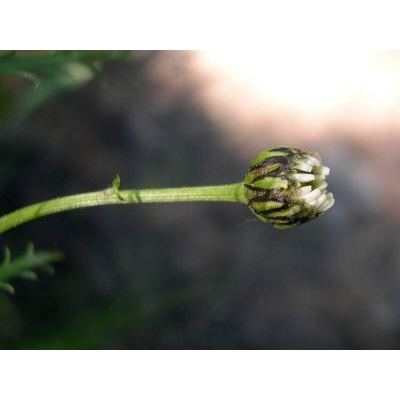 Leucanthemum coronopifolium Vill. 
