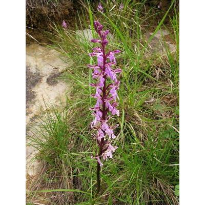 Orchis patens Desf. 