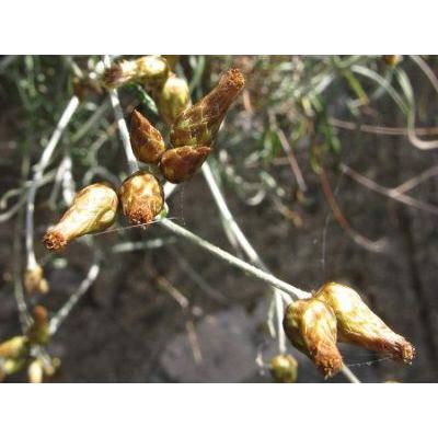 Phagnalon sordidum (L.) Rchb. 
