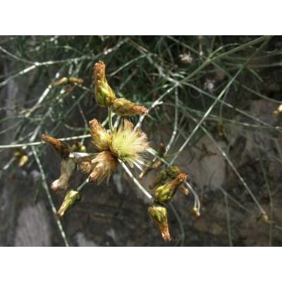 Phagnalon sordidum (L.) Rchb. 