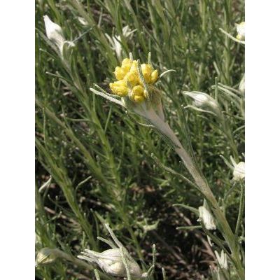 Helichrysum stoechas (L.) Moench 