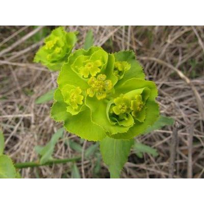 Euphorbia serrata L. 