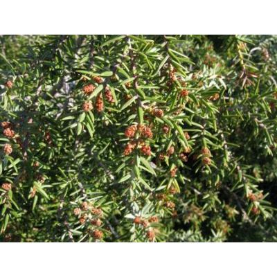 Juniperus oxycedrus L. 