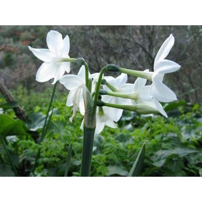 Narcissus papyraceus Ker Gawl. 