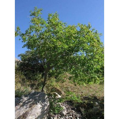 Prunus brigantina Vill. 