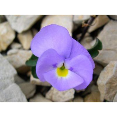 Viola cenisia L. 
