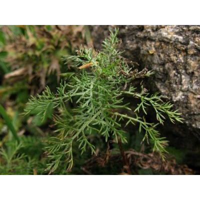 Artemisia chamaemelifolia Vill. 
