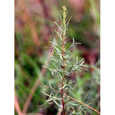 Artemisia campestris L. 