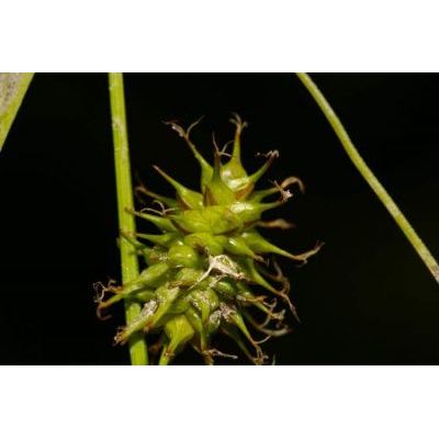 Carex flava L. 