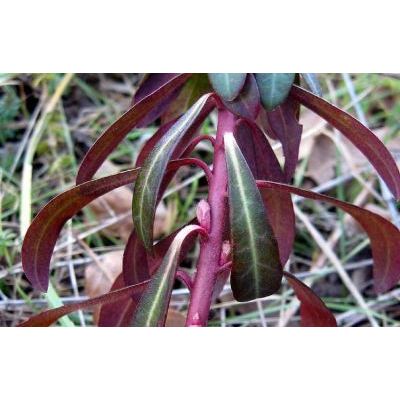 Euphorbia amygdaloides L. 