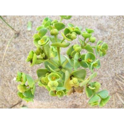 Euphorbia paralias L. 