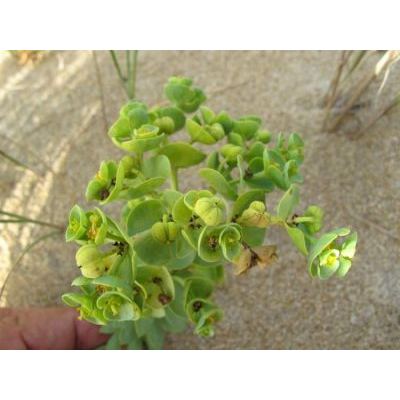 Euphorbia paralias L. 