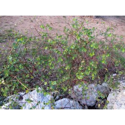 Euphorbia terracina L. 