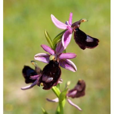 Ophrys bertolonii Moretti 