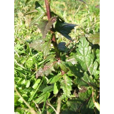 Verbascum blattaria L. 