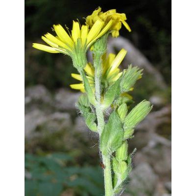 Hieracium racemosum Willd. 