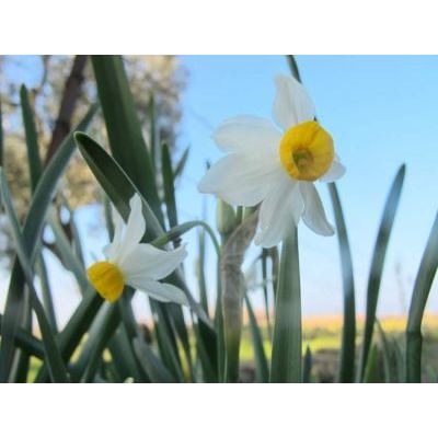 Narcissus tazetta L. subsp. tazetta 