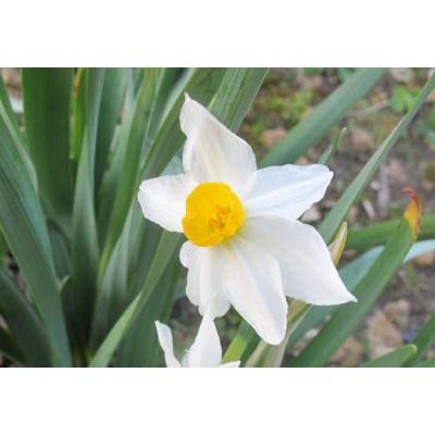 Narcissus tazetta L. subsp. tazetta 