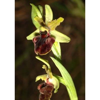 Ophrys sphegodes Mill. subsp. sphegodes 