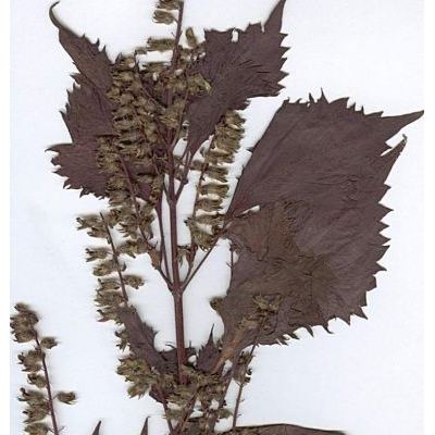 Perilla frutescens (L.) Britton 