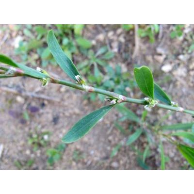 Polygonum aviculare L. subsp. aviculare 