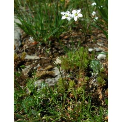 Minuartia verna subsp. collina (Neilr.) Domin 