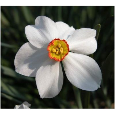 Narcissus jonquilla L. 
