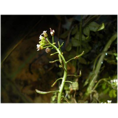 Nasturtium officinale R. Br. subsp. officinale 