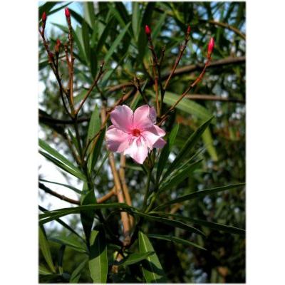 Nerium oleander L. subsp. oleander 
