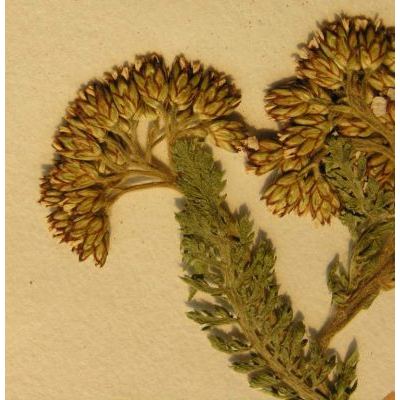Achillea millefolium subsp. sudetica (Opiz) Oborny 