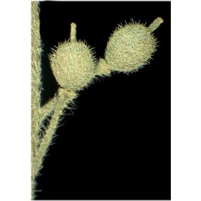 Alyssum campestre (L.) L. subsp. campestre 